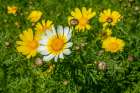 Crown daisy Art Print